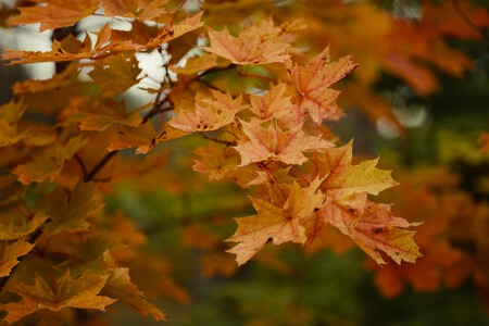 Parece Canadá pero es en México: hay un bosque de maple escondido en Jalisco y es una joya para visitar en otoño