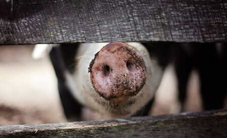 Cerdo en un corral