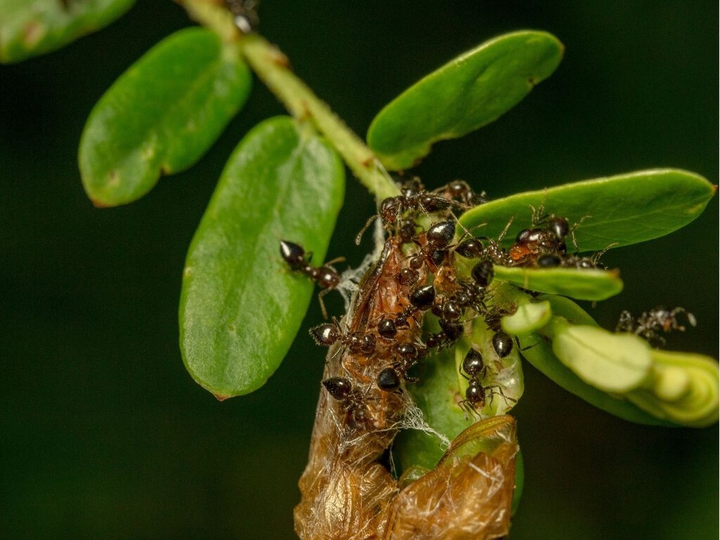 Así puedes evitar las plagas de cochinilla, hongos y araña roja en invierno antes de que se extiendan