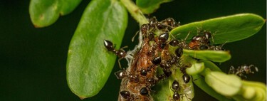 Adiós a las plagas de cochinilla, hongos y araña roja: los mejores métodos para evitar que se extiendan por tus plantas en invierno