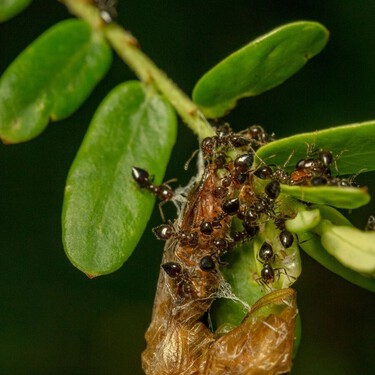Adiós a las plagas de cochinilla, hongos y araña roja: los mejores métodos para evitar que se extiendan por tus plantas en invierno