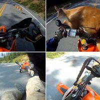 Atropelló a un ciervo y aprendió algo que muchos motoristas no saben: el seguro puede obligarte a pagar, pero hay un truco para evitarlo