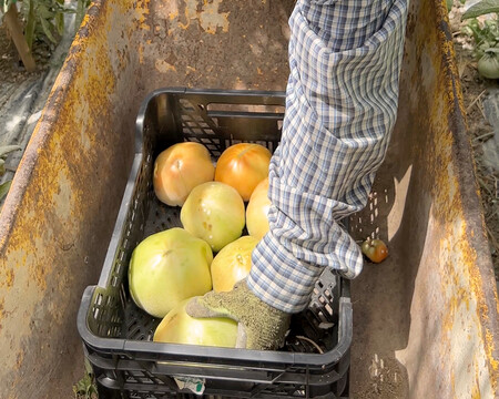 Tomate Huevo Toro 0417