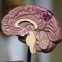 Pequeno tecido cerebral criado em laboratório resolve um problema clássico usado para treinar IA 