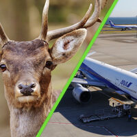 Hay venados invadiendo aeropuertos de México y el ejercito ya no sabe qué hacer con ellos