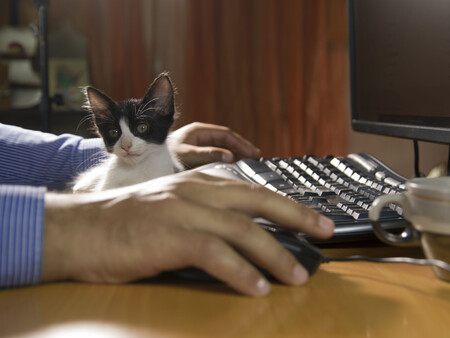 Gatito Atencion