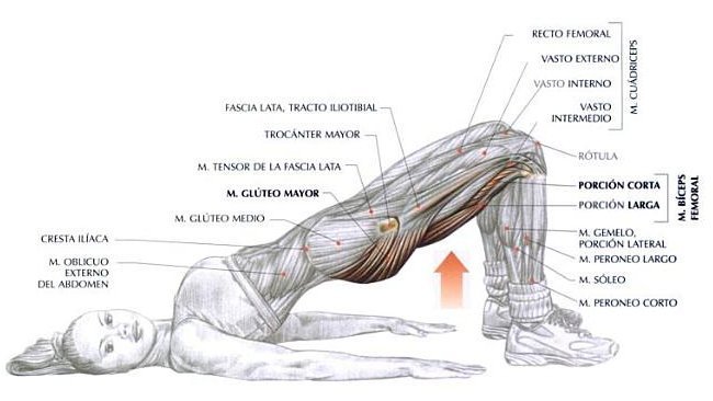 elevacion de piernas que musculos trabaja