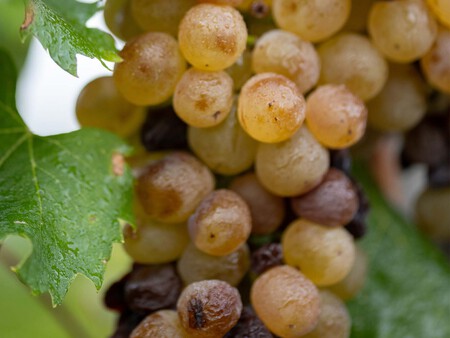 En Un Mismo Racimo Hay Uvas Aszu Y Uvas Que Aun No Dan El Perfil Para Esos Vinos Por Lo Que Se Las Deja Esperar En El Racimo