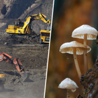 Em 2019, descobrimos fungos que metabolizam ouro; há quem já busque transformá-los na chave para a mineração espacial 