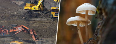 Em 2019, descobrimos fungos que metabolizam ouro; há quem já busque transformá-los na chave para a mineração espacial 