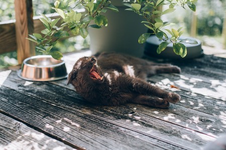 Toxoplasmosis: ¿de verdad tengo que deshacerme de mi gato y renunciar al jamón si estoy embarazada?