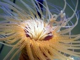 Esta es la criatura con el genoma mitocondrial animal más grande del mundo