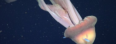 The sea of ​​Argentina hid one of the most disturbing animals in the world: a "ghost jellyfish" 11 meters long
