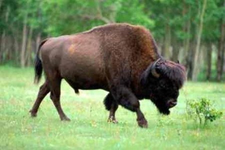 Muchas más cosas que no sabías sobre animales que creías conocer muy bien (I)