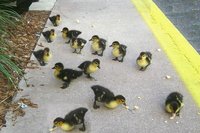 ¿Y si una empresa despidiera a 40.000 trabajadores al mes?