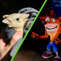 Crash Bandicoot existe gracias a este animal que volvió a la naturaleza después de casi extinguirse