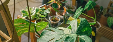 Estas siete plantas de interior son resistentes y florecen de forma espectacular en otoño