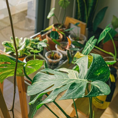 Estas siete plantas de interior son resistentes y florecen de forma espectacular en otoño