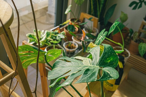Plantas y flores de otoño e invierno