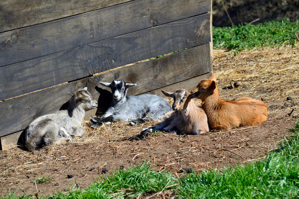 Cabrito y chivo de temporada, una carne sabrosa en primavera qué es