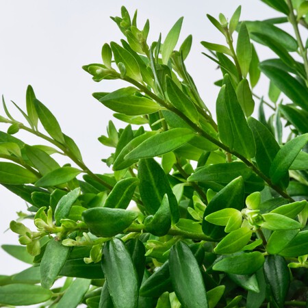 planta