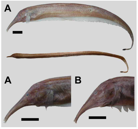 Figure do peixe elétrico publicado no estudo