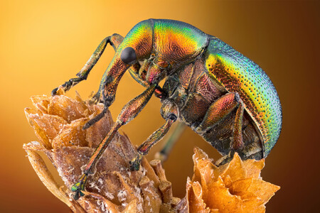 14 Leaf Roller Weevil