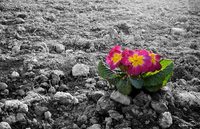 Las oportunidades de negocio en la sostenibilidad