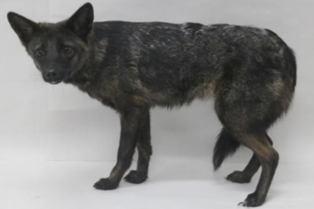 Dogxim Cropped