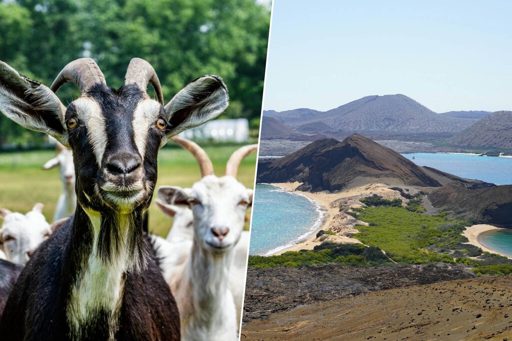 Galápagos tenía 140.000 cabras invadiendo sus islas. Le bastaron 700 cabras espía para darles caza a todas