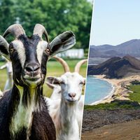 Galápagos tenía 140.000 cabras invadiendo sus islas. Le bastaron 700 cabras espía para darles caza a todas