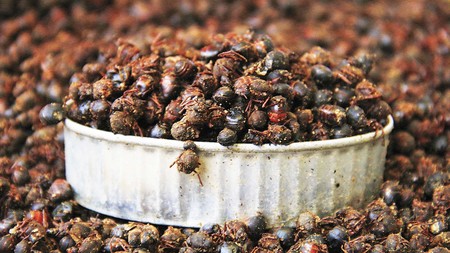 Salsa de chicatanas de Oaxaca. Receta de Cocina Tradicional Mexicana