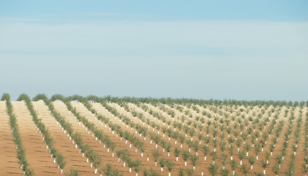 El aceite de oliva se enfrenta a otro terremoto: los olivos superintesivos amenazan con cambiarlo todo, pero son un caramelo envenenado  