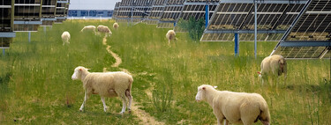 Volkswagen colocou ovelhas para pastar sob 31 mil painéis solares. O resultado foi bom para os animais e para o meio ambiente 