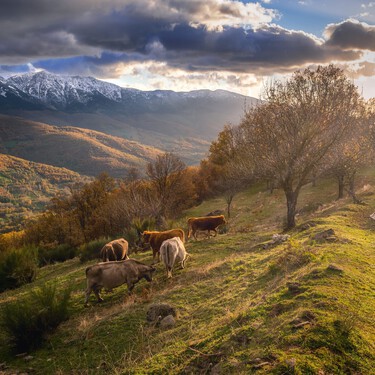 Ruta de senderismo fácil en una sola hora: un recorrido por uno de los castañares más bonitos y singulares de España