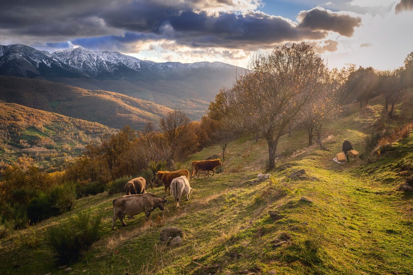 El castañar de Extremadura que National Geographic ha elegido entre los más bonitos de España: una ruta fácil que se hace en una hora