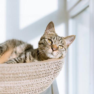 Alba Pérez, veterinaria: "Los gatos de interior que tienen ciertas necesidades cubiertas son mucho más felices" (y no son comer y beber agua) 