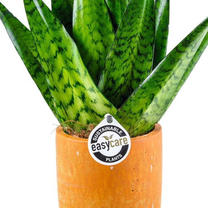 Sansevieria