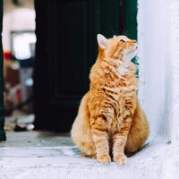 El motivo por el que los gatos odian que cierres las puertas en casa: tienen FOMO