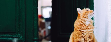 El motivo por el que los gatos odian que cierres las puertas en casa: tienen FOMO