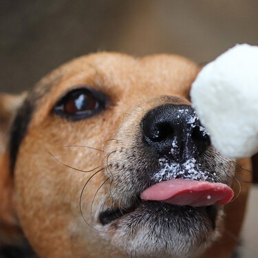 Los pasos que deberías seguir si a tu perro le está dando un golpe de calor