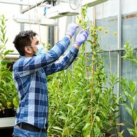 Ya no saben de dónde sacar el níquel para las baterías de los coches eléctricos así que han puesto a crecer plantas mutantes que lo absorban de la tierra