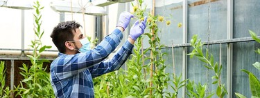 Ya no saben de dónde sacar el níquel para las baterías de los coches eléctricos así que han puesto a crecer plantas mutantes que lo absorban de la tierra