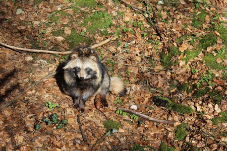 Un perro mapache