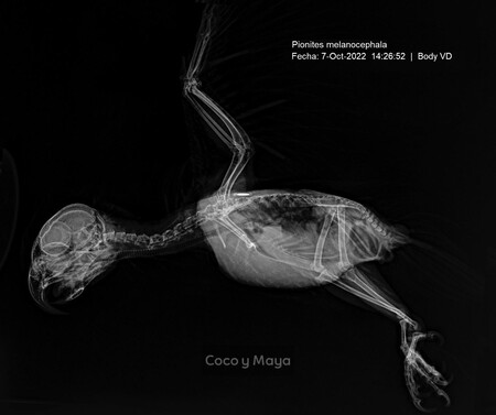 Radiografia-caique