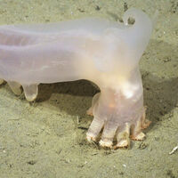 Descubren decenas de nuevas especies animales ocultas a hasta 3.000 metros de profundidad en el Atlántico Sur 