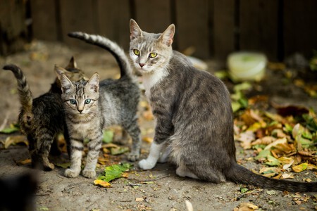 Esterilizar gatos beneficios