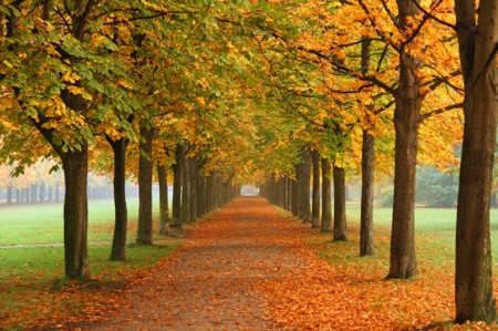 Prepárate para este otoño: descuentos en herramientas para tu jardín