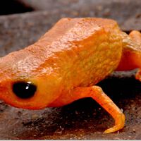 Não é meme: cientistas descobrem nova espécie de sapo no Brasil e decidem batizá-la oficialmente com o nome do presidente Lula; entenda por quê 