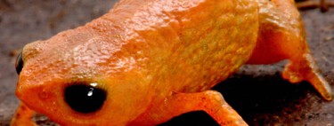 Não é meme: cientistas descobrem nova espécie de sapo no Brasil e decidem batizá-la oficialmente com o nome do presidente Lula; entenda por quê 